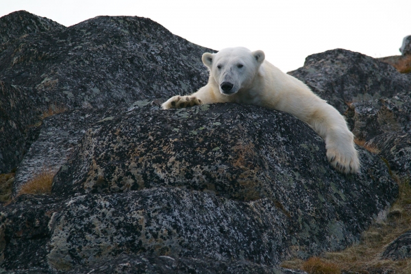A polar bear grappling a rock