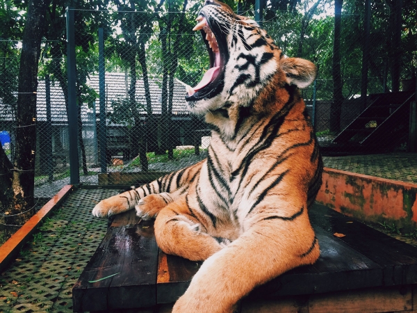 A tiger lounging at a zoo