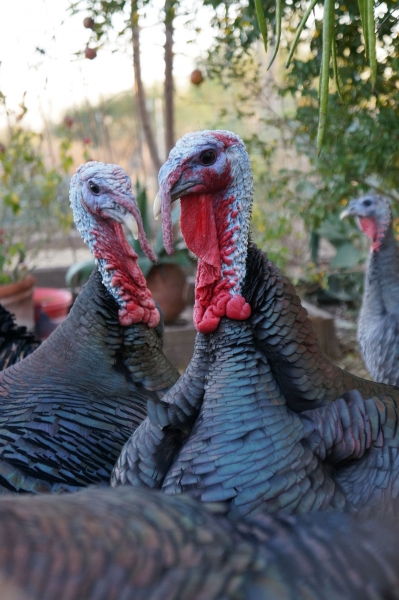 A group of turkeys