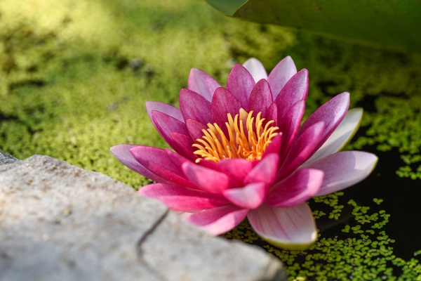 A water lily floating in a pond