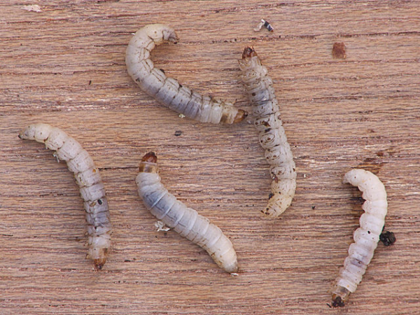 Shown is a colour photograph of five pale grey and beige coloured worms on a table.