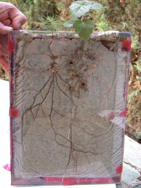 Shown is a colour photograph of two sets of plant roots behind a glass frame.