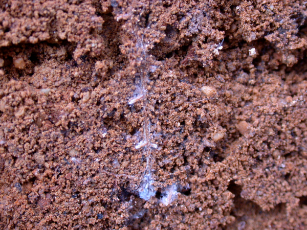Shown is a colour, close-up photograph of a cross-section of soil with thin, white fungal hyphae.