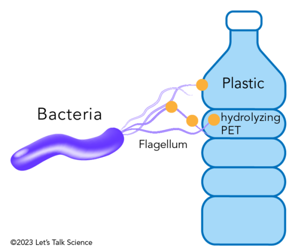 Shown is a colour diagram of a tubular purple bacteria with its flagellum touching parts of a water bottle.