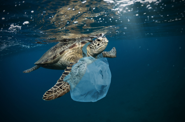 Shown is a colour photograph of a turtle swimming underwater, while tangled in a plastic bag.