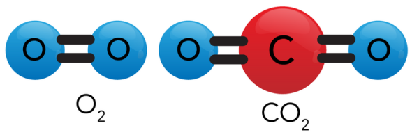 Shown is an oxygen molecule on the left and a carbon dioxide molecule on the right. 