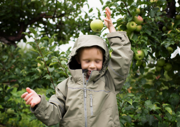 Shown is a  colour photograph of a child surrounded by apple trees.