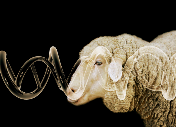 Shown is a colour photograph of a sheep, overlaid with an image of a DNA strand.