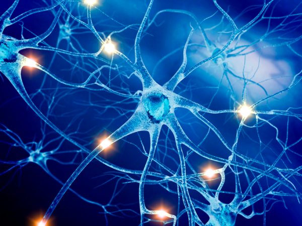 Shown is a colour illustration of a group of neurons.