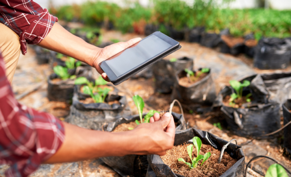 Shown is a colour photograph of a person holding a tablet over a small plant. 