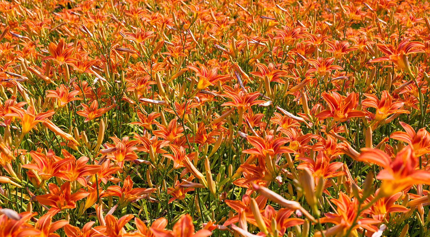 A field of Tiger Lilies