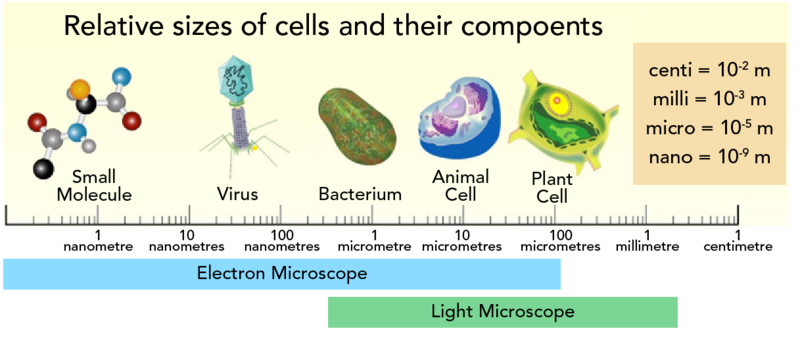 Shown is a colour illustration of cell and cell parts along a scale from one nanometre to one centimetre, labelled with the equipment needed to view them.