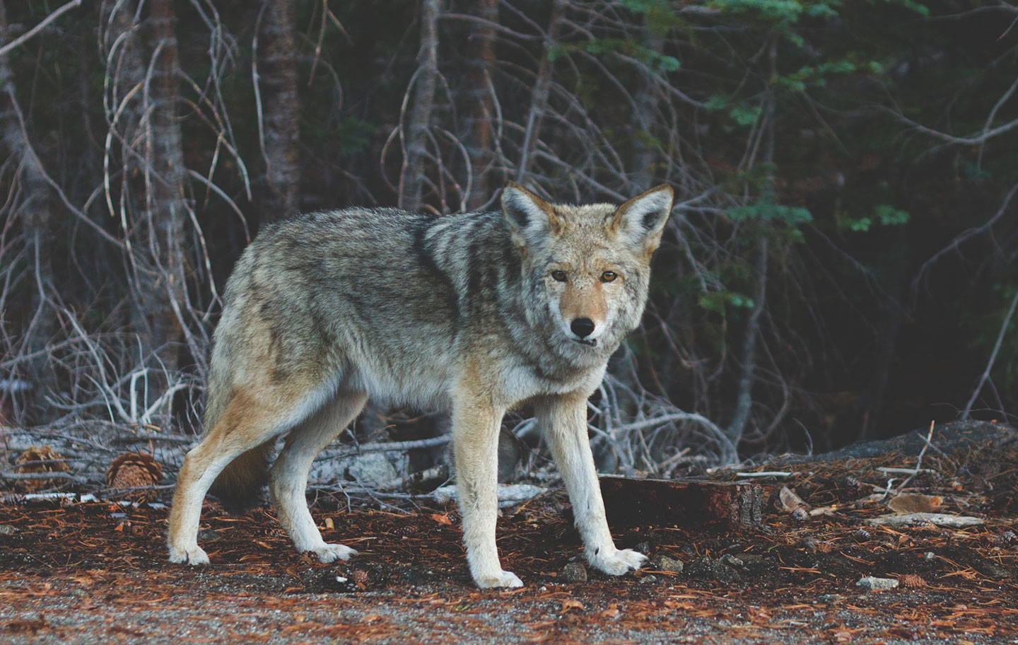 A wolf in a forested area